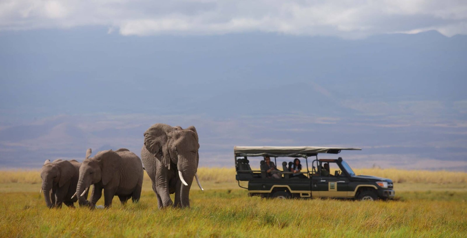 tortiliscampgamedriveelephantsscaled